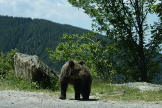 alerta de urs in judetul sibiu autoritatile au emis mesaj ro alert pentru populatie 6a08849c0c1d2