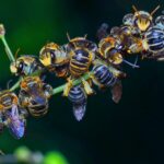 apocalipsa insectelor fenomenul alarmant ce duce la pierderea polenizatorilor la nivel global 6a06ad8303510