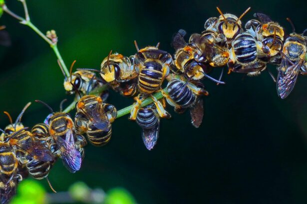 apocalipsa insectelor fenomenul alarmant ce duce la pierderea polenizatorilor la nivel global 6a06ad8303510