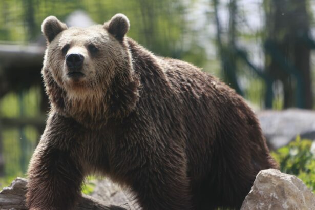 dambovita a fost semnalata prezenta unui urs in pucioasa autoritatile au emis ro alert 69f62bbf660a9