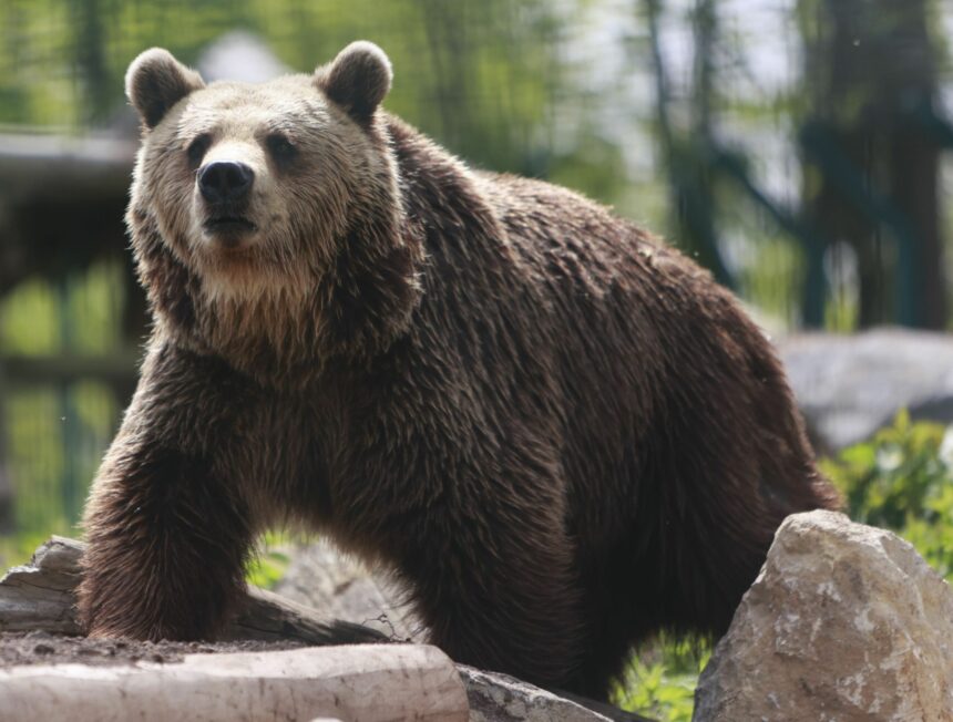 dambovita a fost semnalata prezenta unui urs in pucioasa autoritatile au emis ro alert 69f62bbf660a9