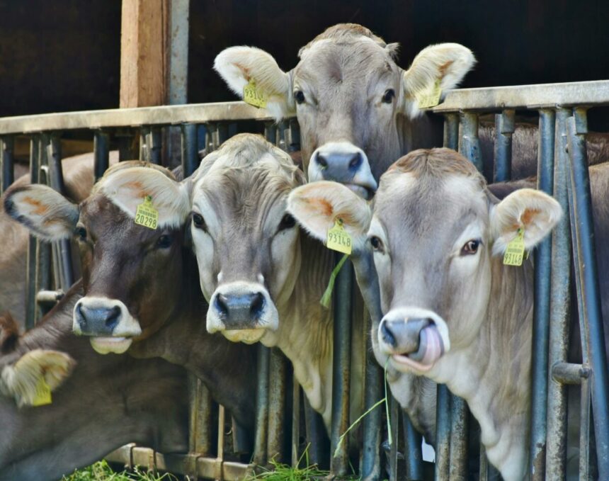 focar de boala limbii albastre in romania un nou serotip al virusului confirmat intr o ferma din mehedinti 6a0227af831d6