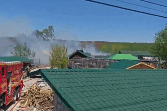 incendiu la o gradina zoologica din suceava animale salvate din flacari doua exemplare au murit 69fb372aa5358