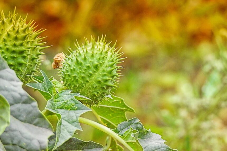 invazia misterioasa o tara este invadata de o planta otravitoare autoritatile si cercetatorii luati prin surprindere 6a187b0acc951