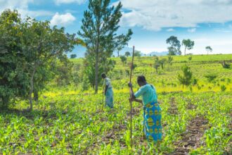 iran war may cause food shortages in africa worlds largest fertiliser firm says 69f443555cbc7