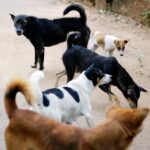 mai multi caini ar fi ucis 80 de ovine in slatina 69f8a35fa97ed