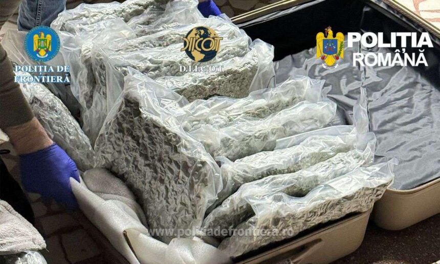tanar cu dubla cetatenie retinut dupa ce a fost prins cu 11 kilograme de canabis drogurile urmau sa fie vandute pe litoral 69f4ab5d9d6cb