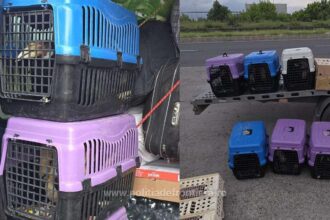 un bulgar a vrut sa intre in romania cu 47 de pasari exotice in microbuz 6a01bd1198821