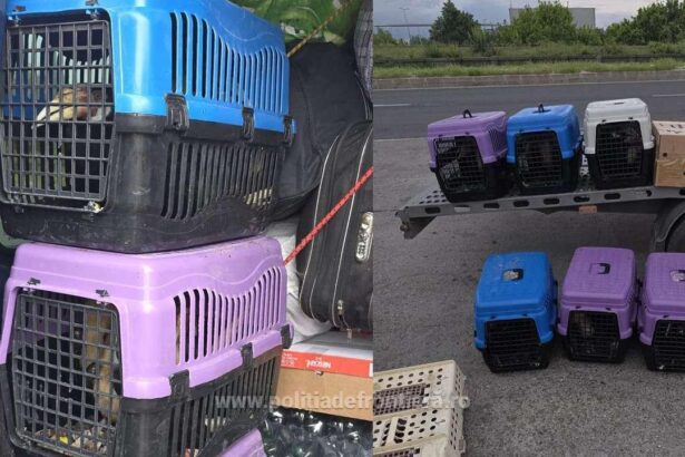 un bulgar a vrut sa intre in romania cu 47 de pasari exotice in microbuz 6a01bd1198821