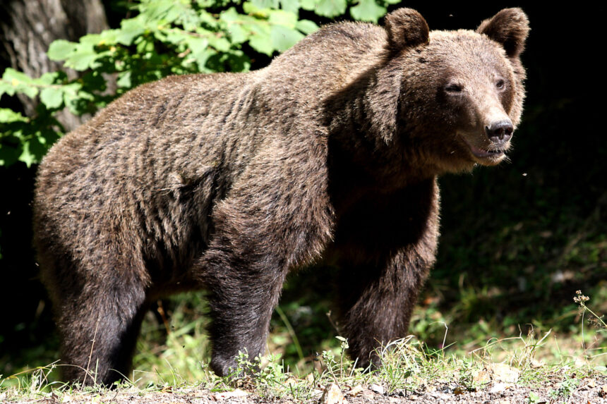 urs semnalat in piatra neamt al patrulea mesaj ro alert emis in judetul neamt in 2026 69f44447ab8bf