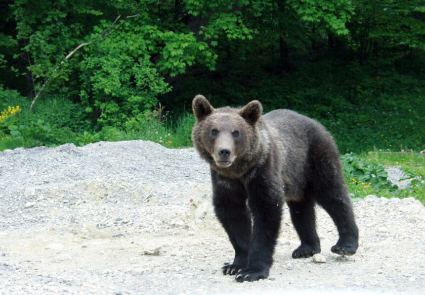 ursii au reaparut in localitati din harghita mai multe mesaje ro alert emise in ultimele zile 6a005555d007b