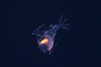 31 de noi specii marine au fost descoperite intr o zona putin explorata a atlanticului 6a2f00a5571e7