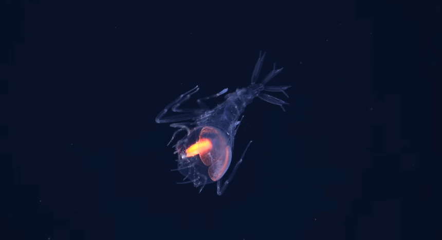 31 de noi specii marine au fost descoperite intr o zona putin explorata a atlanticului 6a2f00a5571e7