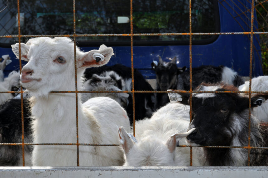 comisia europeana prelungeste interdictia exporturilor de ovine si caprine din romania pana la finalul anului 6a33b8c563b3b