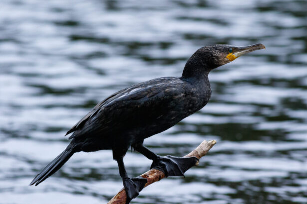 imagini care au starnit indignare un barbat din sulina anchetat dupa ce a chinuit un cormoran 6a366c2a685e1