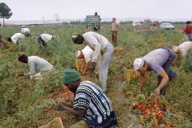 muncitori migranti exploatati in sudul italiei anchetele scot la iveala conditii comparate cu sclavia moderna 6a278deac90b6