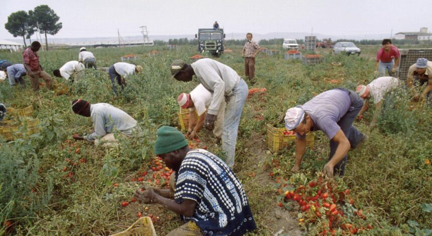 muncitori migranti exploatati in sudul italiei anchetele scot la iveala conditii comparate cu sclavia moderna 6a278deac90b6