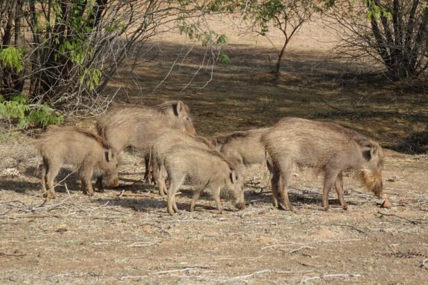 o tara uriasa se confrunta cu o problema neasteptata milioane de porci salbaticiti distrug culturile si sursele de apa 6a28f81e129ef