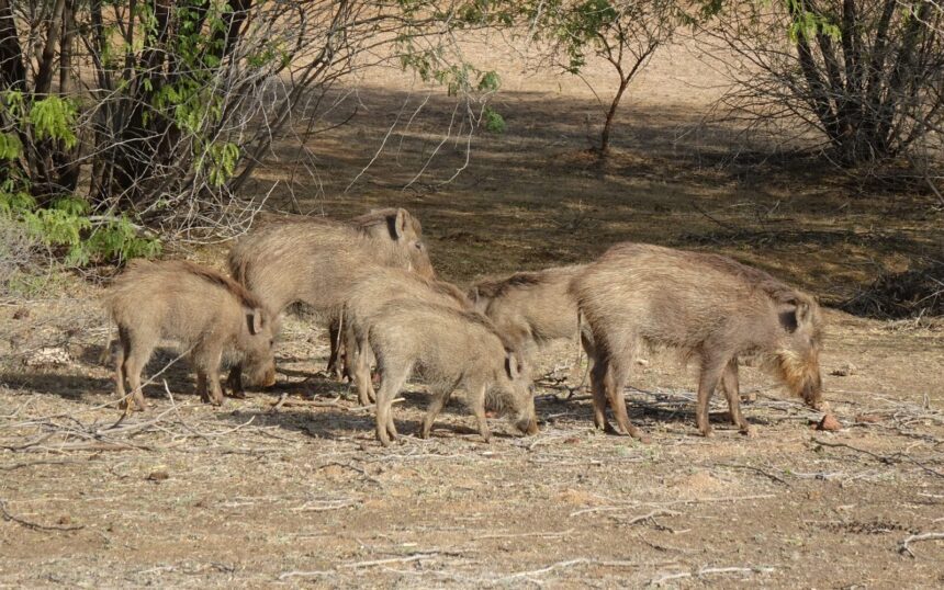 o tara uriasa se confrunta cu o problema neasteptata milioane de porci salbaticiti distrug culturile si sursele de apa 6a28f81e129ef