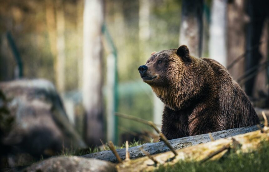 un barbat de 34 de ani a murit dupa a fost atacat de un urs in judetul sibiu 6a23f86e6c3c7