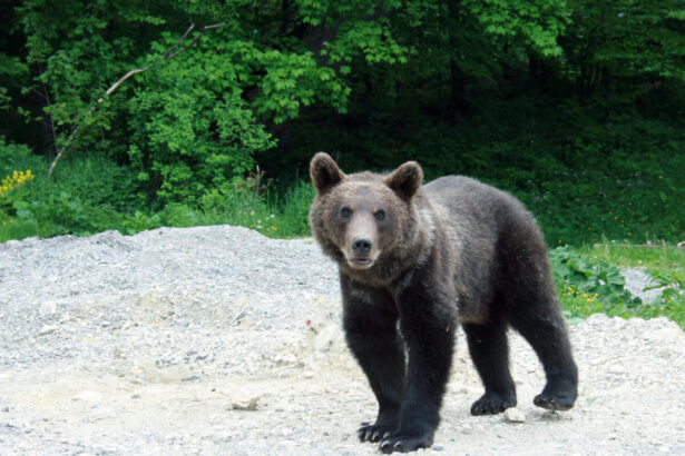 un urs a ajuns in orasul sibiu localnicii au primit mesaj ro alert 6a32e82920142
