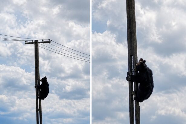 urs cocotat pe un stalp de electricitate in brasov 6a21a752d113b