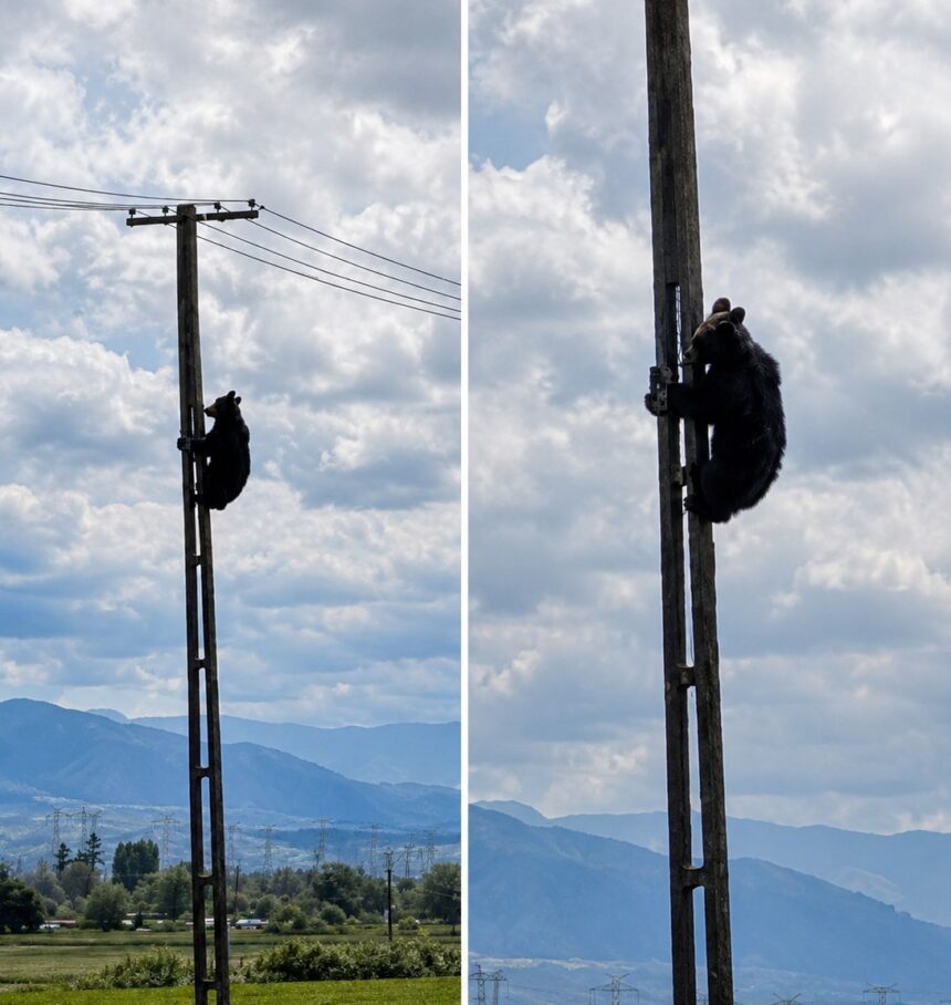urs cocotat pe un stalp de electricitate in brasov 6a21a752d113b