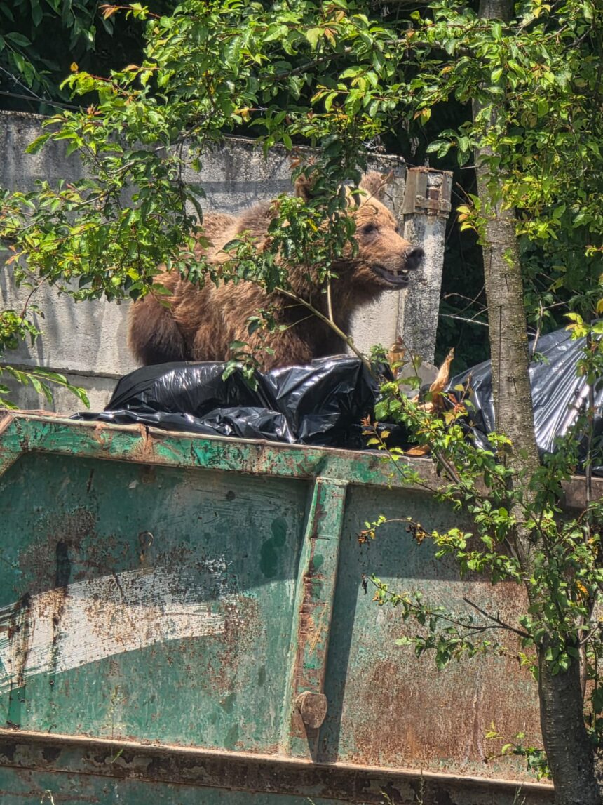 urs gasit in containerul de gunoi al unui spital din brasov a fost impuscat 6a3e714b04317