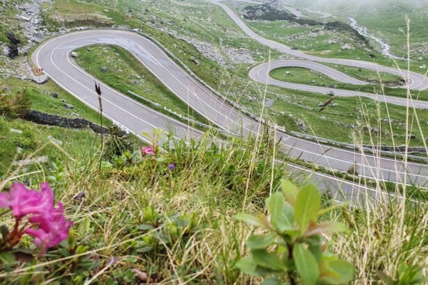 urs impuscat pe transfagarasan dupa ce a atacat un turist elvetian 6a30f9a1d31e2