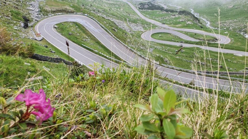 urs impuscat pe transfagarasan dupa ce a atacat un turist elvetian 6a30f9a1d31e2