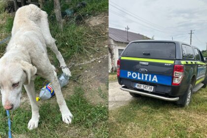 amenda usturatoare pentru un barbat din caras severin care si a neglijat cainele 6a4f6cf2b461e