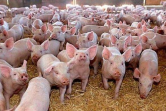 aproximativ 30 000 de porci au fost sacrificati ori au murit in serbia din cauza pestei porcine africane 6a605a5a09e08
