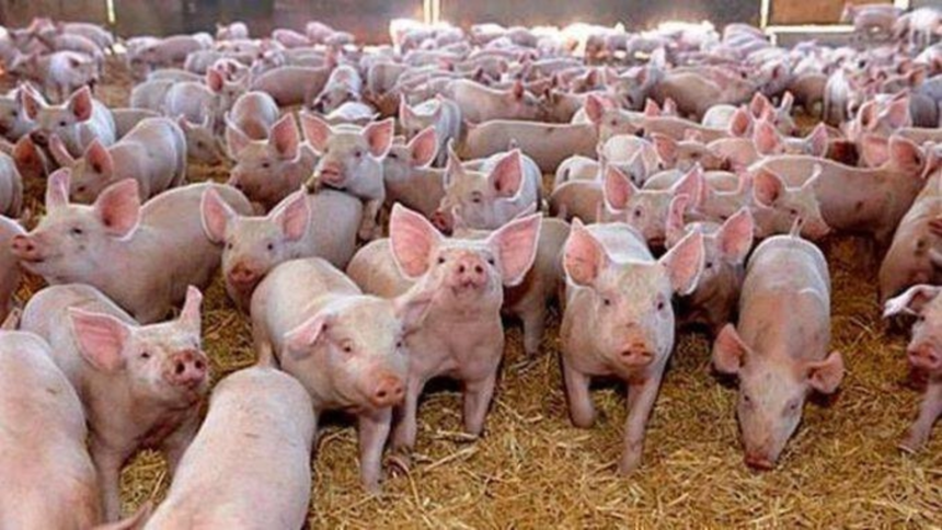 aproximativ 30 000 de porci au fost sacrificati ori au murit in serbia din cauza pestei porcine africane 6a605a5a09e08