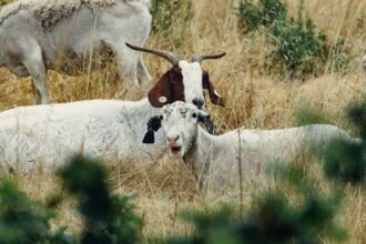 carantina nationala timp de 30 de zile pentru oi si capre miscarea animalelor suspendata 6a4e0e836b060