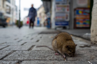 cat mai costa o muscatura de sobolan un barbat a castigat 2000 de euro la 5 ani dupa ce a fost atacat in plina strada primariile din capitala obligate sa plateasca pentru criza gunoa 6a6b0d2fdbf3a