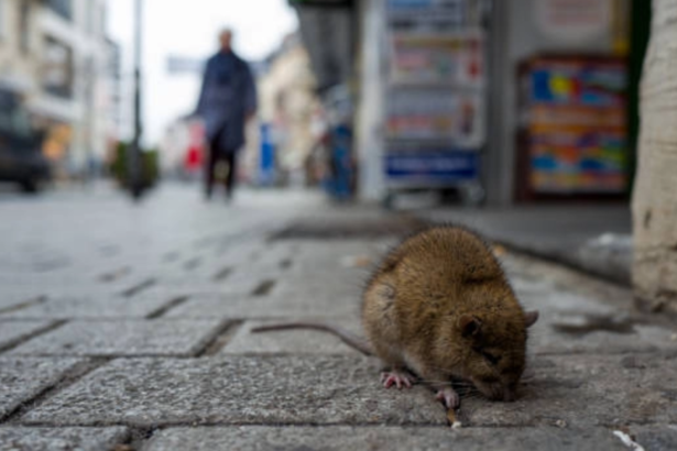 cat mai costa o muscatura de sobolan un barbat a castigat 2000 de euro la 5 ani dupa ce a fost atacat in plina strada primariile din capitala obligate sa plateasca pentru criza gunoa 6a6b0d2fdbf3a