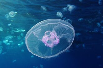 meduzele care pot transforma vacanta intr un cosmar ce specii sunt periculoase si cum trebuie sa reactionezi daca esti intepat 6a4f325c2d661