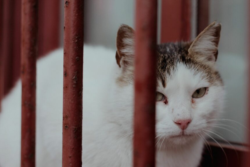 peste 100 de pisici salvate in sectorul 2 imagini cu animalele surprinse de salvatori 6a550749574ff
