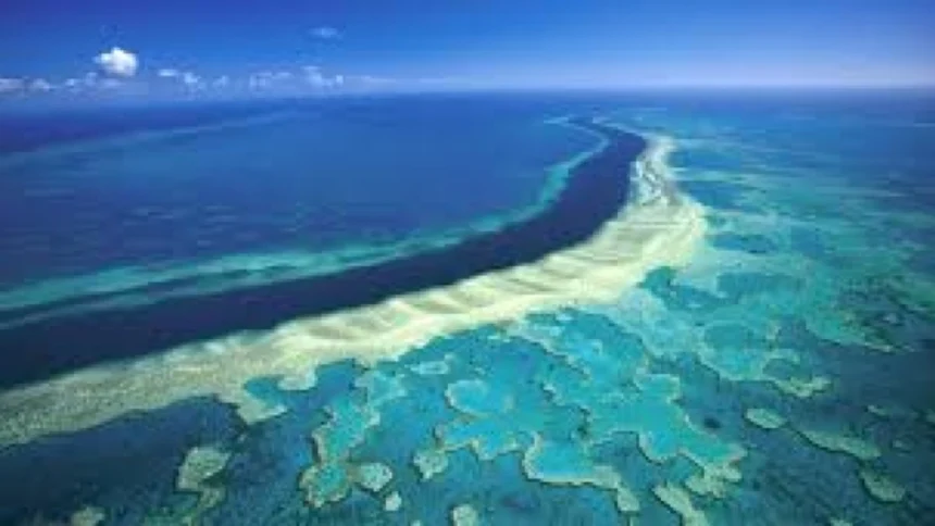 revenirea el nino marea bariera de corali este expusa riscului de albire extrema 6a5f459ed78da
