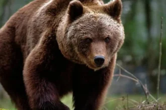 un cunoscut jurnalist maghiar atacat de un urs langa baile tusnad si a aruncat telefonul spre animal ca sa scape 6a6475ae2ac45