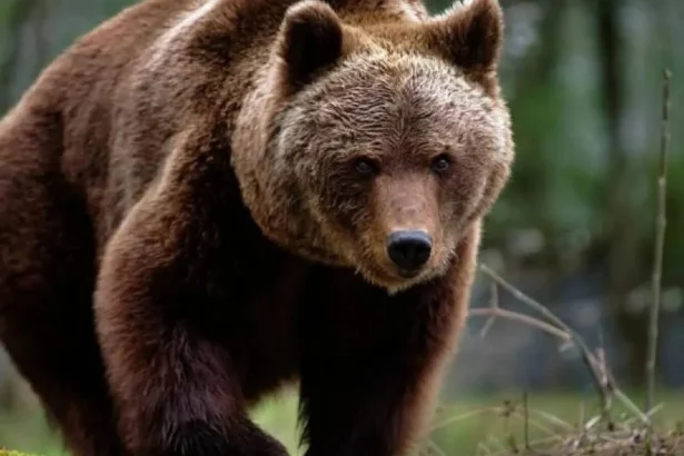 un cunoscut jurnalist maghiar atacat de un urs langa baile tusnad si a aruncat telefonul spre animal ca sa scape 6a6475ae2ac45
