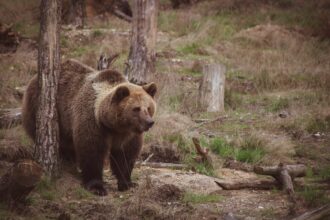 urs vazut intr o comuna din alba jandarmii intervin pentru a goni animalul 6a4cd0f9357d1