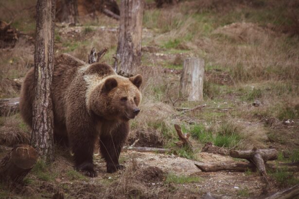urs vazut intr o comuna din alba jandarmii intervin pentru a goni animalul 6a4cd0f9357d1