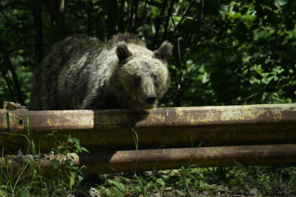 ursoaica eutanasiata in poiana brasov dupa ce s a intors langa un hotel este al 11 lea urs omorat de autoritati 6a4f4c1e527b9