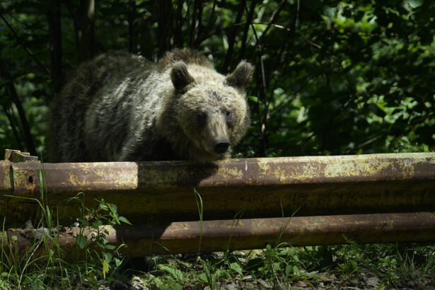 ursoaica eutanasiata in poiana brasov dupa ce s a intors langa un hotel este al 11 lea urs omorat de autoritati 6a4f4c1e527b9