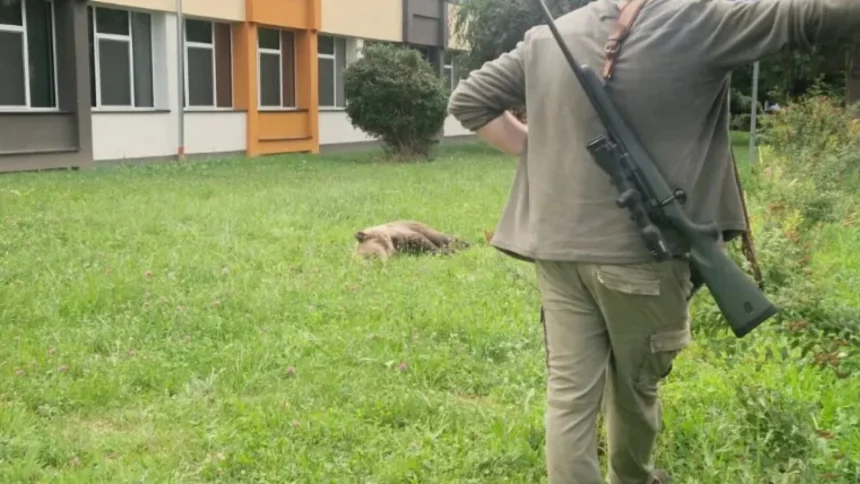 video o ursoaica se plimba pe cel mai mare bulevard din sibiu oamenii au primit mesaj ro alert pana la urma a ajuns in curtea unui liceu si a fost tranchilizata de vanatori 6a66f22fc615d