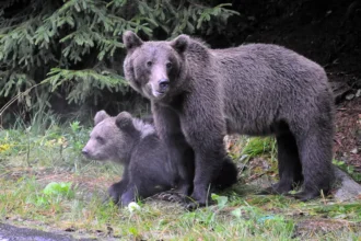 zeci de turisti polonezi coborati de pe munte de jandarmi dupa aparitia unei ursoaice si a unui pui 6a495673367cf