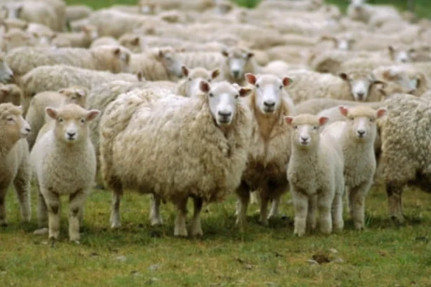 ansvsa avertizeaza crescatorii transporturile ilegale de ovine ameninta statusul imunitar al efectivelor si exporturile romaniei amenzi drastice si dosare penale 6a834dd644bd0