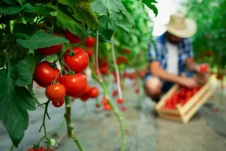 bani europeni pentru agricultura cum se pot obtine fonduri nerambursabile pentru ferme mici flori si plante aromatice 6a7ec55d4b5b1