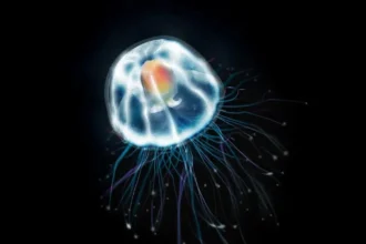 cand incerci sa o omori meduza nu moare o vietate de cativa milimetri pare sa fi descoperit secretul nemuririi 6a78b48f98203